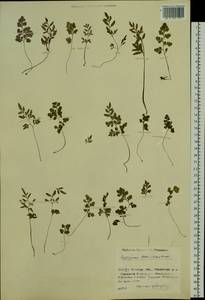 Cryptogramma stelleri (S. G. Gmel.) Prantl, Siberia, Baikal & Transbaikal region (S4) (Russia)