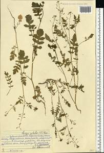 Rorippa palustris (L.) Besser, Eastern Europe, Middle Volga region (E8) (Russia)