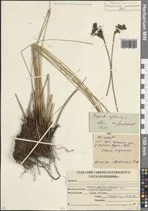 Juncus inflexus L., Caucasus, North Ossetia, Ingushetia & Chechnya (K1c) (Russia)
