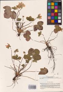 Hepatica nobilis Schreb., Eastern Europe, North-Western region (E2) (Russia)