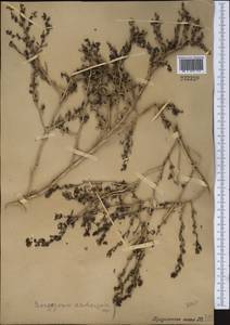 Suaeda aralocaspica (Bunge) Freitag & Schütze, Middle Asia, Muyunkumy, Balkhash & Betpak-Dala (M9) (Kazakhstan)