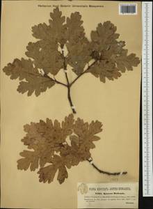 Quercus pubescens Willd. , nom. cons., Western Europe (EUR) (Romania)