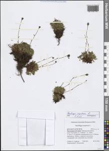 Saxifraga cespitosa L., Siberia, Central Siberia (S3) (Russia)