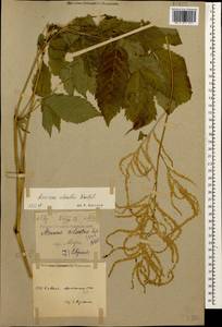 Aruncus dioicus var. kamtschaticus (Maxim.) Hara, Caucasus, Georgia (K4) (Georgia)