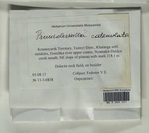 Pseudoleskeella catenulata (Brid. ex Schrad.) Kindb., Bryophytes, Bryophytes - Krasnoyarsk Krai, Tyva & Khakassia (B17) (Russia)