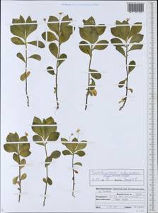 Lysimachia europaea var. arctica (Fisch. ex Hook.), Siberia, Chukotka & Kamchatka (S7) (Russia)