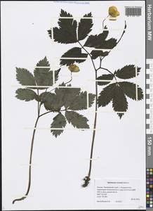 Hylomecon vernalis Maxim., Siberia, Russian Far East (S6) (Russia)