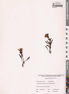 Pedicularis eriophora Turcz., Siberia, Chukotka & Kamchatka (S7) (Russia)