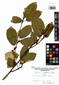 Populus suaveolens, Siberia, Baikal & Transbaikal region (S4) (Russia)