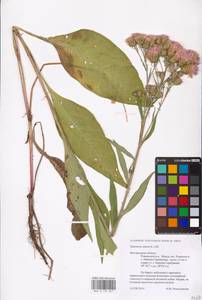 Saussurea amara (L.) DC., Eastern Europe, Central forest-and-steppe region (E6) (Russia)