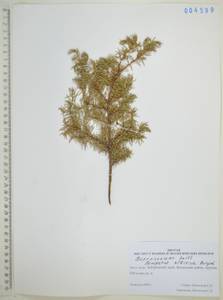 Juniperus communis var. saxatilis Pall., Siberia, Russian Far East (S6) (Russia)