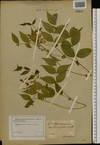 Lathyrus vernus (L.) Bernh., Eastern Europe, South Ukrainian region (E12) (Ukraine)