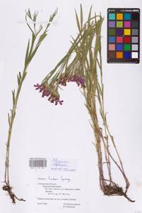 Dianthus chinensis L., Eastern Europe, Western region (E3) (Russia)