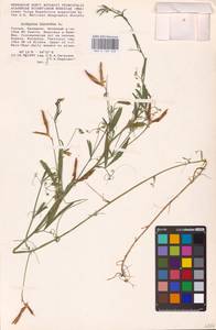 Lathyrus hirsutus L., Eastern Europe, Lower Volga region (E9) (Russia)