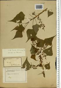 Populus nigra L., Eastern Europe, Eastern region (E10) (Russia)