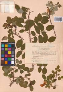 Rosa acicularis Lindl., Eastern Europe, Eastern region (E10) (Russia)