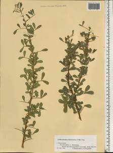 Caragana halodendron (Pall.) Dum.Cours., Eastern Europe, Lower Volga region (E9) (Russia)