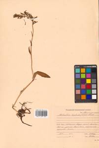Platanthera tipuloides (L.f.) Lindl., Siberia, Russian Far East (S6) (Russia)