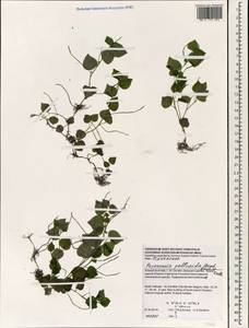 Peperomia pellucida (L.) Kunth, South Asia, South Asia (Asia outside ex-Soviet states and Mongolia) (ASIA) (Vietnam)