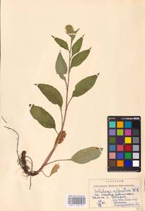 Solidago virgaurea subsp. minuta (L.) Arcang., Eastern Europe, West Ukrainian region (E13) (Ukraine)