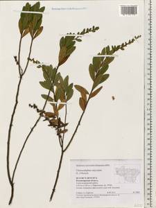 Chamaedaphne calyculata (L.) Moench, Eastern Europe, Central region (E4) (Russia)