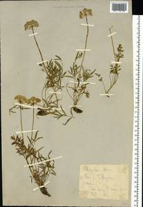 Pachypleurum mutellinoides (Crantz) Holub, Siberia, Chukotka & Kamchatka (S7) (Russia)
