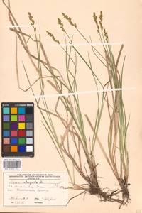 Carex elongata L., Eastern Europe, Moscow region (E4a) (Russia)