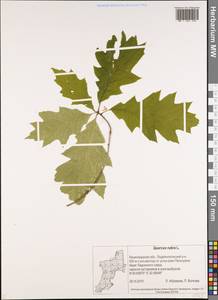 Quercus rubra L., Eastern Europe, North-Western region (E2) (Russia)