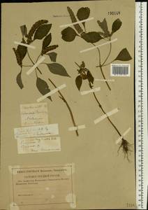Elsholtzia ciliata (Thunb.) Hyl., Eastern Europe, Western region (E3) (Russia)
