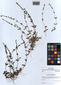 Veronica serpyllifolia L., Siberia, Altai & Sayany Mountains (S2) (Russia)