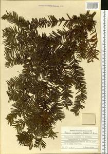 Taxus cuspidata Siebold & Zucc., Siberia, Russian Far East (S6) (Russia)