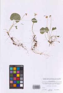 Viola palustris L., Eastern Europe, Moscow region (E4a) (Russia)