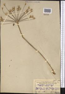 Allium iliense Regel, Middle Asia, Western Tian Shan & Karatau (M3) (Kazakhstan)
