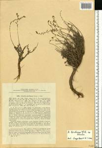 Artemisia gracilescens Krasch. & Iljin, Eastern Europe, Lower Volga region (E9) (Russia)