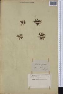 Coleanthus subtilis (Tratt.) Seidel ex Roem. & Schult., Western Europe (EUR) (Not classified)