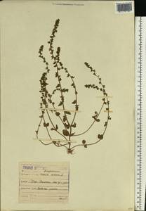 Veronica arvensis L., Eastern Europe, Moscow region (E4a) (Russia)