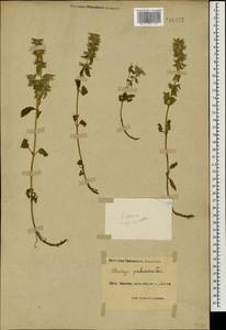 Stachys annua subsp. annua, Caucasus, Black Sea Shore (from Novorossiysk to Adler) (K3) (Russia)