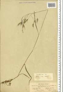 Bromus arvensis L., Eastern Europe, Latvia (E2b) (Latvia)
