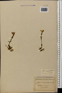 Gentiana verna subsp. oschtenica (Kusn.) Halda, Caucasus, Abkhazia (K4a) (Abkhazia)