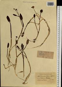 Coptidium pallasii (Schltdl.) A. & D. Löve, Siberia, Chukotka & Kamchatka (S7) (Russia)