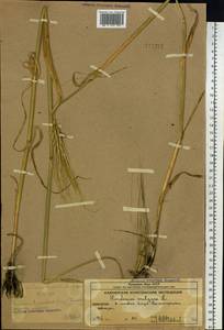Hordeum vulgare L., Siberia, Chukotka & Kamchatka (S7) (Russia)