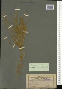Thesium ramosum Hayne, Caucasus, Armenia (K5) (Armenia)