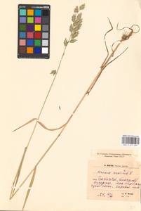 Bromus secalinus L., Eastern Europe, North-Western region (E2) (Russia)
