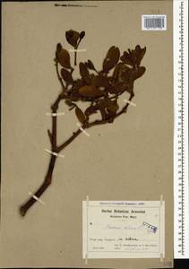 Viscum album L., Caucasus, Armenia (K5) (Armenia)