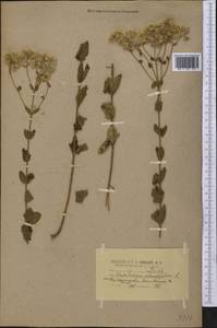 Eupatorium rotundifolium L., America (AMER) (United States)