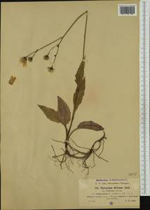 Hieracium maculatum subsp. pollichiae (Sch. Bip.) Zahn, Western Europe (EUR) (Germany)