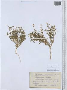 Tetracme recurvata Bunge, Middle Asia, Karakum (M6) (Turkmenistan)