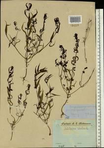 Melampyrum sylvaticum L., Eastern Europe, Central forest region (E5) (Russia)
