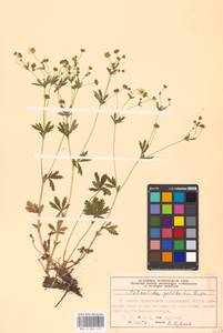 Potentilla thuringiaca Bernh. ex Link, Eastern Europe, Moscow region (E4a) (Russia)