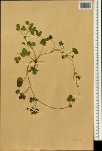 Potentilla indica (Andr.) Wolf, South Asia, South Asia (Asia outside ex-Soviet states and Mongolia) (ASIA) (China)